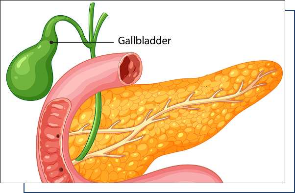Gallblader-overview Gallblader-overview